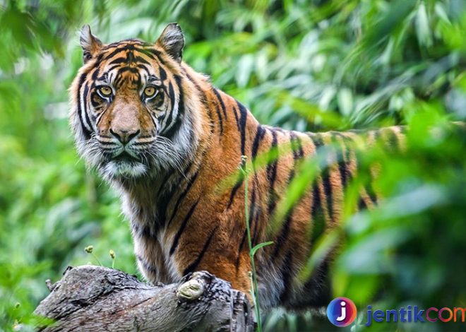 Harimau Jawa: Sejarah, Kepunahan, dan Upaya Konservasi