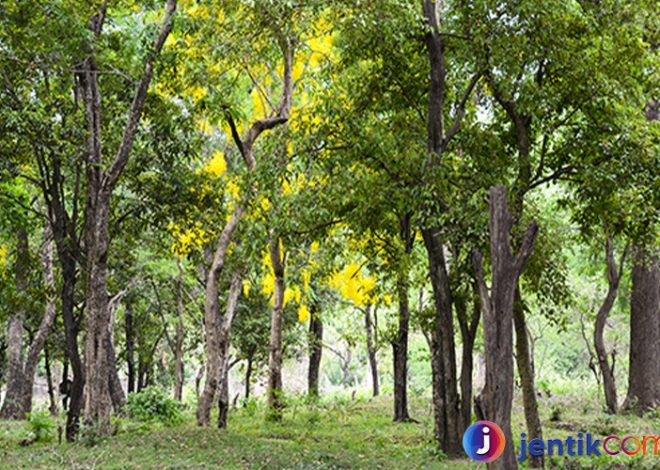 Pohon Cendana: Keindahan, Kegunaan, dan Konservasi