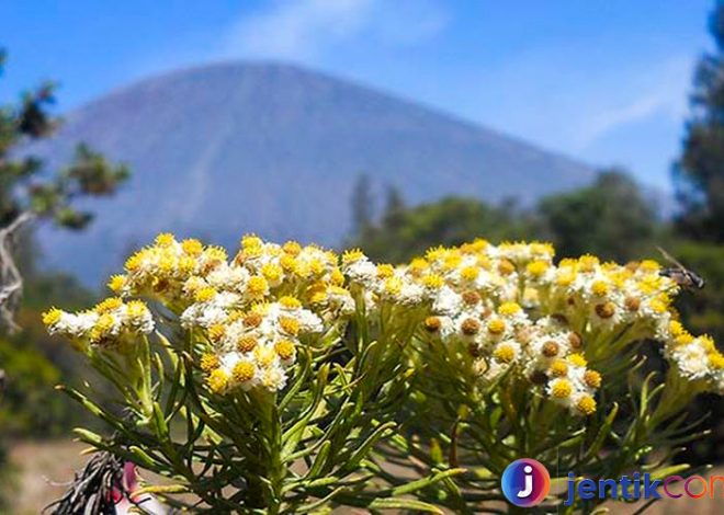 Keindahan Edelwis: Bunga Abadi di Ketinggian Gunung