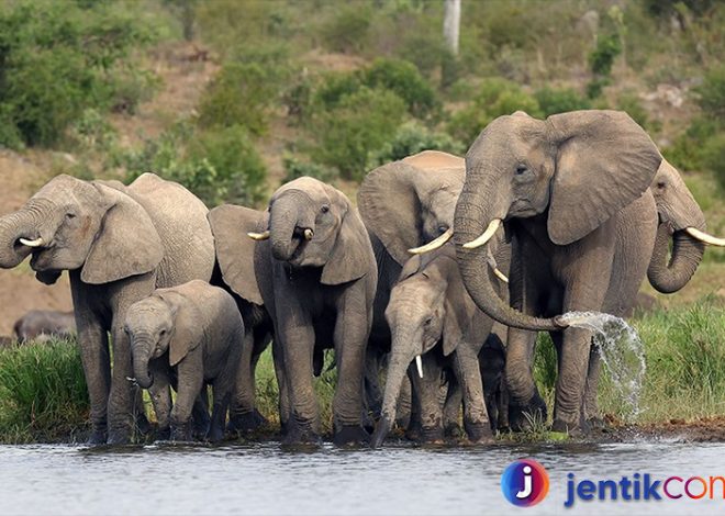 Gajah: Hewan Raksasa yang Penuh Keajaiban