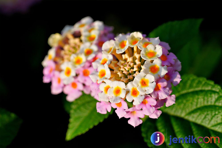 Lantana: Keindahan dan Keunikan Tanaman Hias