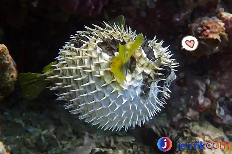 Mengenal Ikan Buntal: Fakta Menarik dan Keunikan Spesies Ini