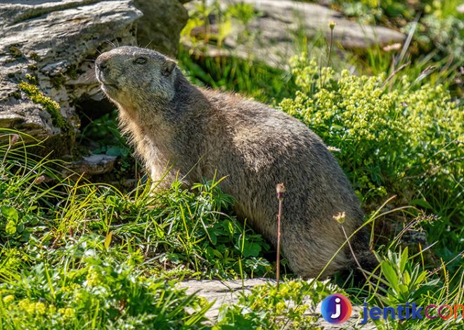 Marmot: Hewan Kecil yang Menggemaskan dan Pintar