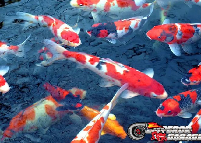 Ikan Koi: Simbol Keindahan dan Keberuntungan