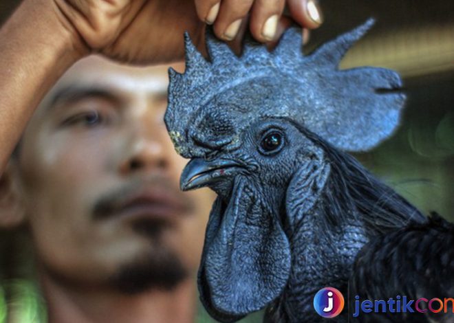 Mengenal Ayam Cemani: Keindahan dan Keunikan