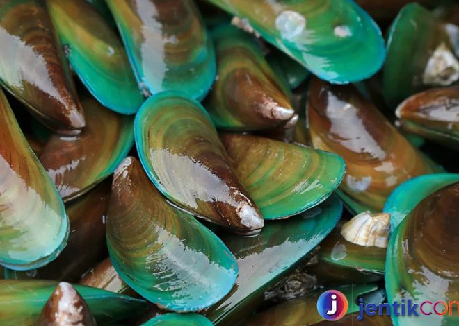 Kerang: Keanekaragaman, Manfaat, dan Potensinya