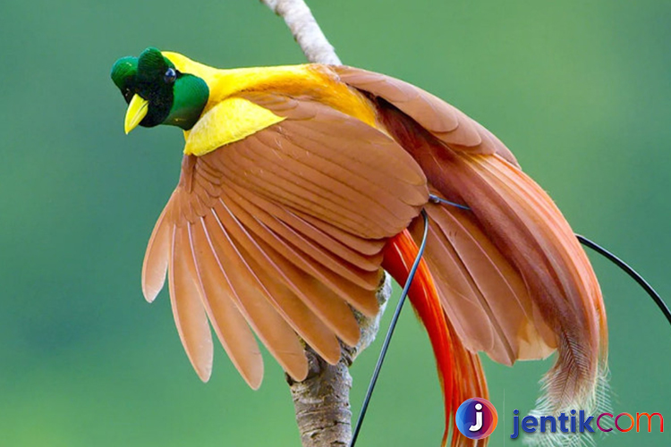 Burung Cendrawasih: Keindahan Alam yang Perlu Dilestarikan