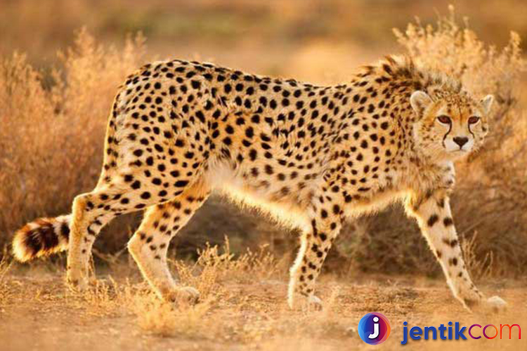 Cheetah: Pemburu Tercepat yang Melawan Ancaman Kepunahan