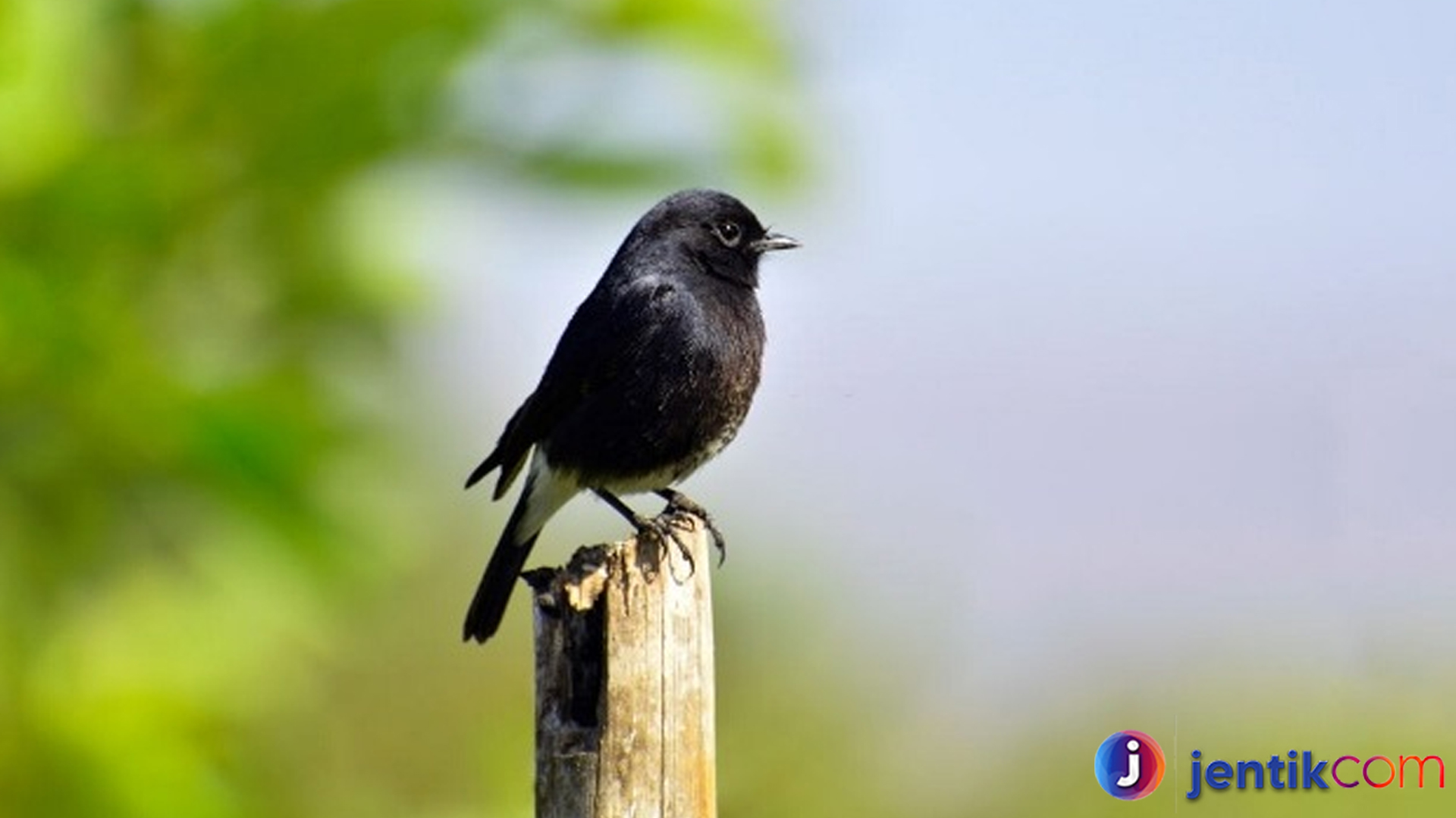 Burung Decu: Panduan Perawatan dan Pemeliharaan yang Tepat
