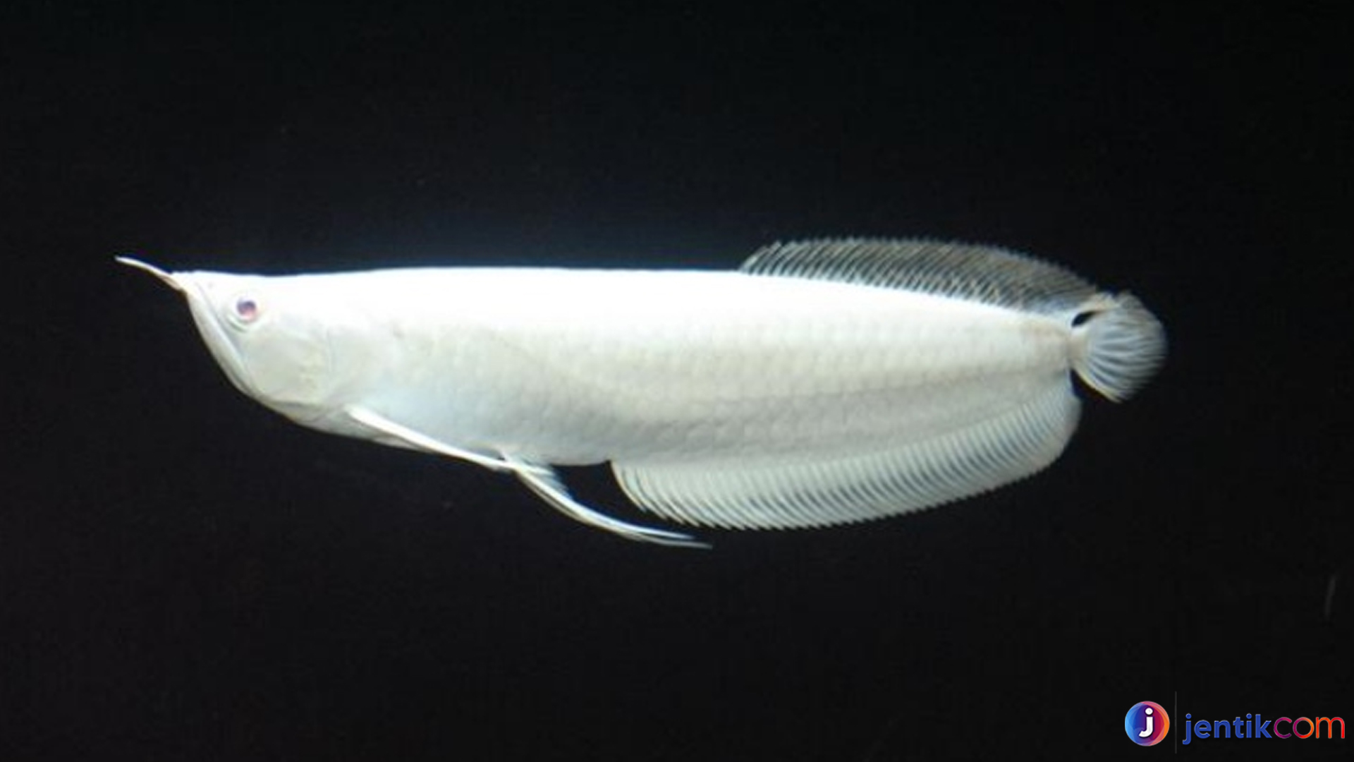 Arwana Platinum: Ikan Legendaris Pembawa Keberuntungan
