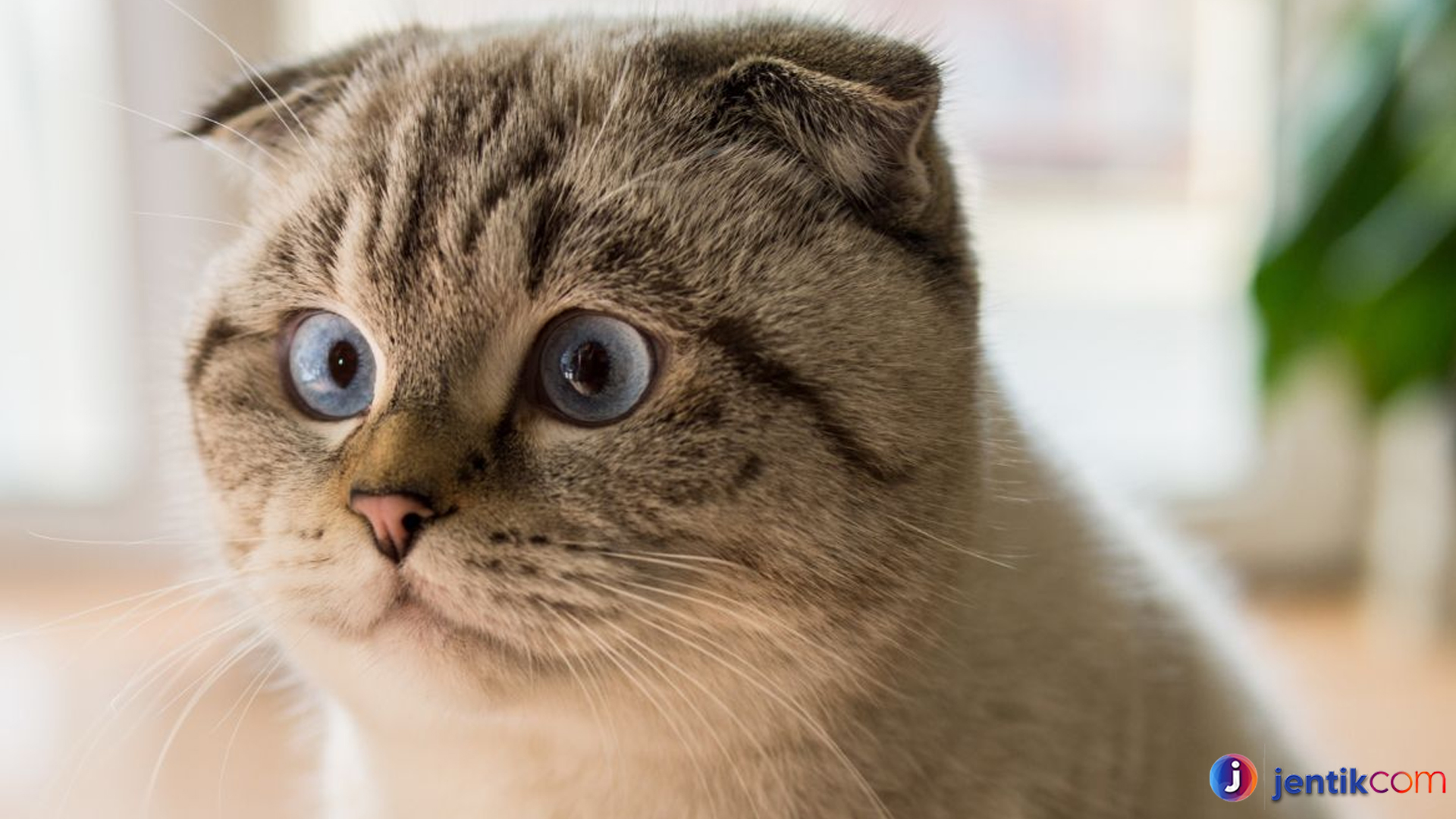 Scottish Fold: Kucing dengan Telinga Unik dan Karakter Menawan