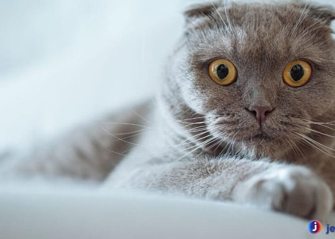 Scottish Fold: Kucing dengan Telinga Unik dan Karakter Menawan
