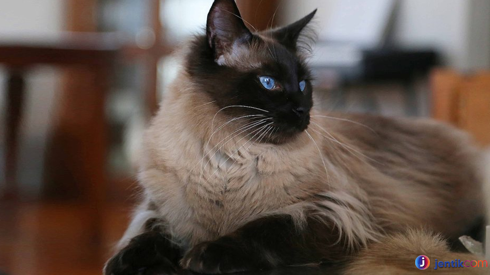Kucing Bali: Keindahan yang Membuat Setiap Orang Jatuh Cinta