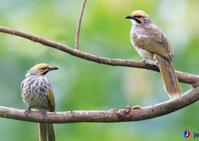 Cucakrawa: Burung Pemalu dengan Suara Emas yang Memikat