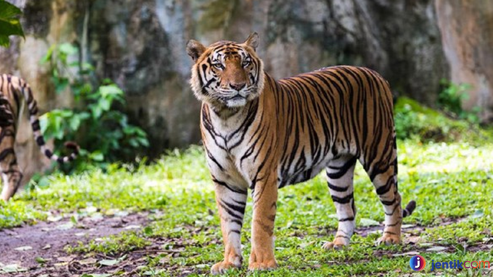 Peran Penting Harimau Benggala dalam Ekosistem Hutan Asia