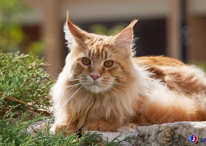 Maine Coon: Kucing Cantik dengan Kepribadian Luar Biasa