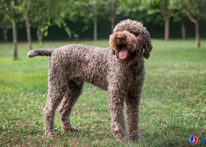 Lagotto Romagnolo: Ciri Khas dan Karakter Anjing Pencari Truffle