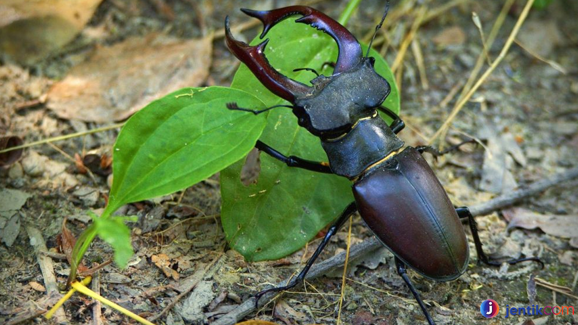 Kumbang Rusa: Makhluk Mengagumkan di Dunia Serangga