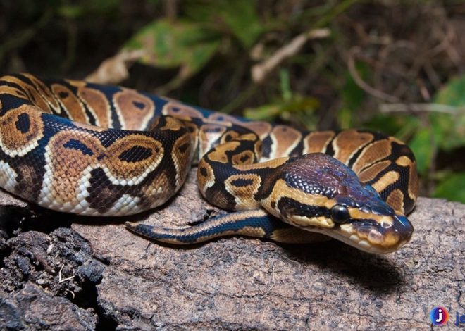 Ular Sanca Kembang: Penjelajahan Dunia Reptil yang Memikat