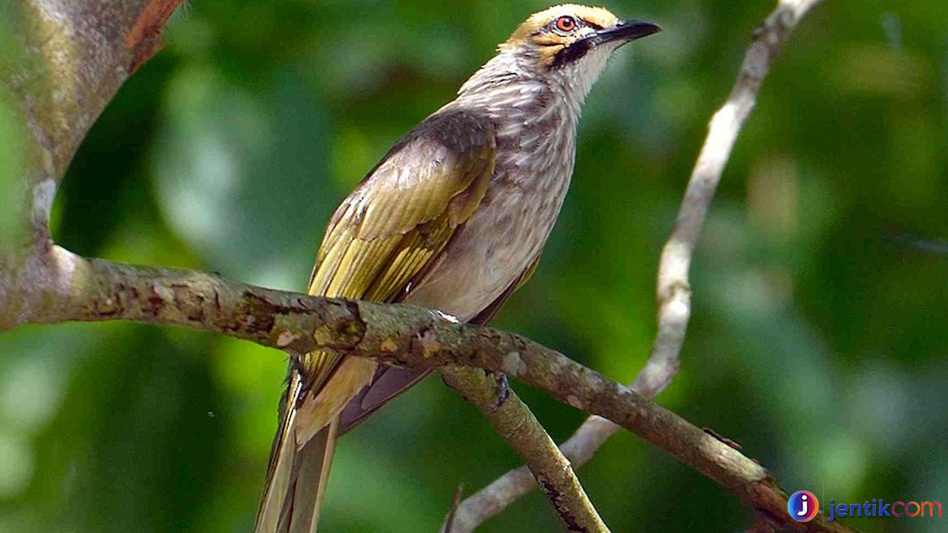 Cucakrawa: Burung Pemalu dengan Suara Emas yang Memikat