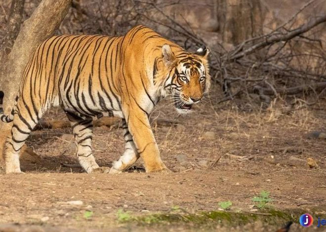Peran Penting Harimau Benggala dalam Ekosistem Hutan Asia