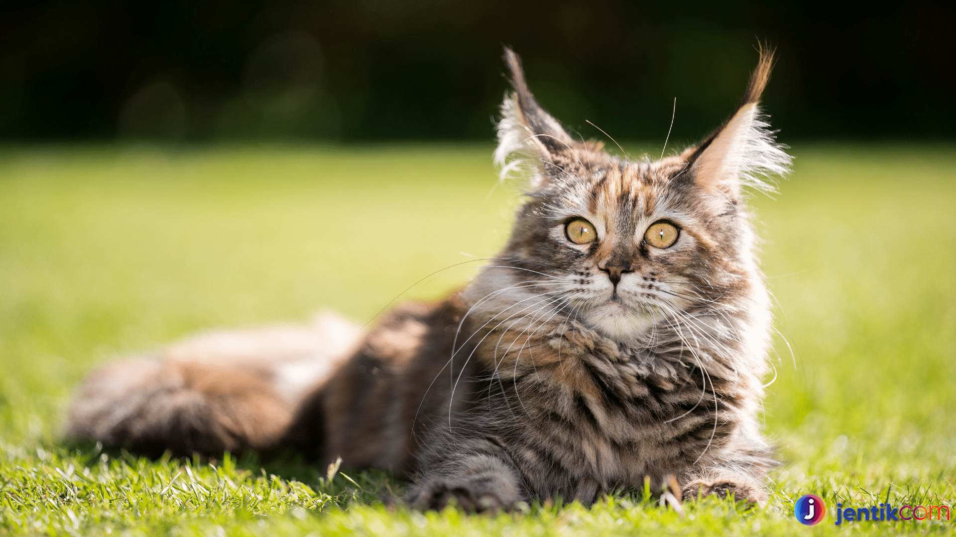 Maine Coon: Kucing Cantik dengan Kepribadian Luar Biasa