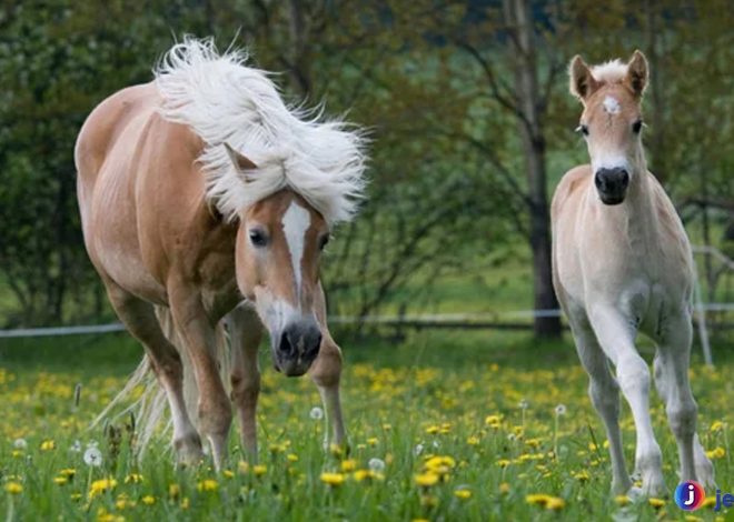 Haflinger: Kuda Berkepribadian Luar Biasa yang Patut Dikenal