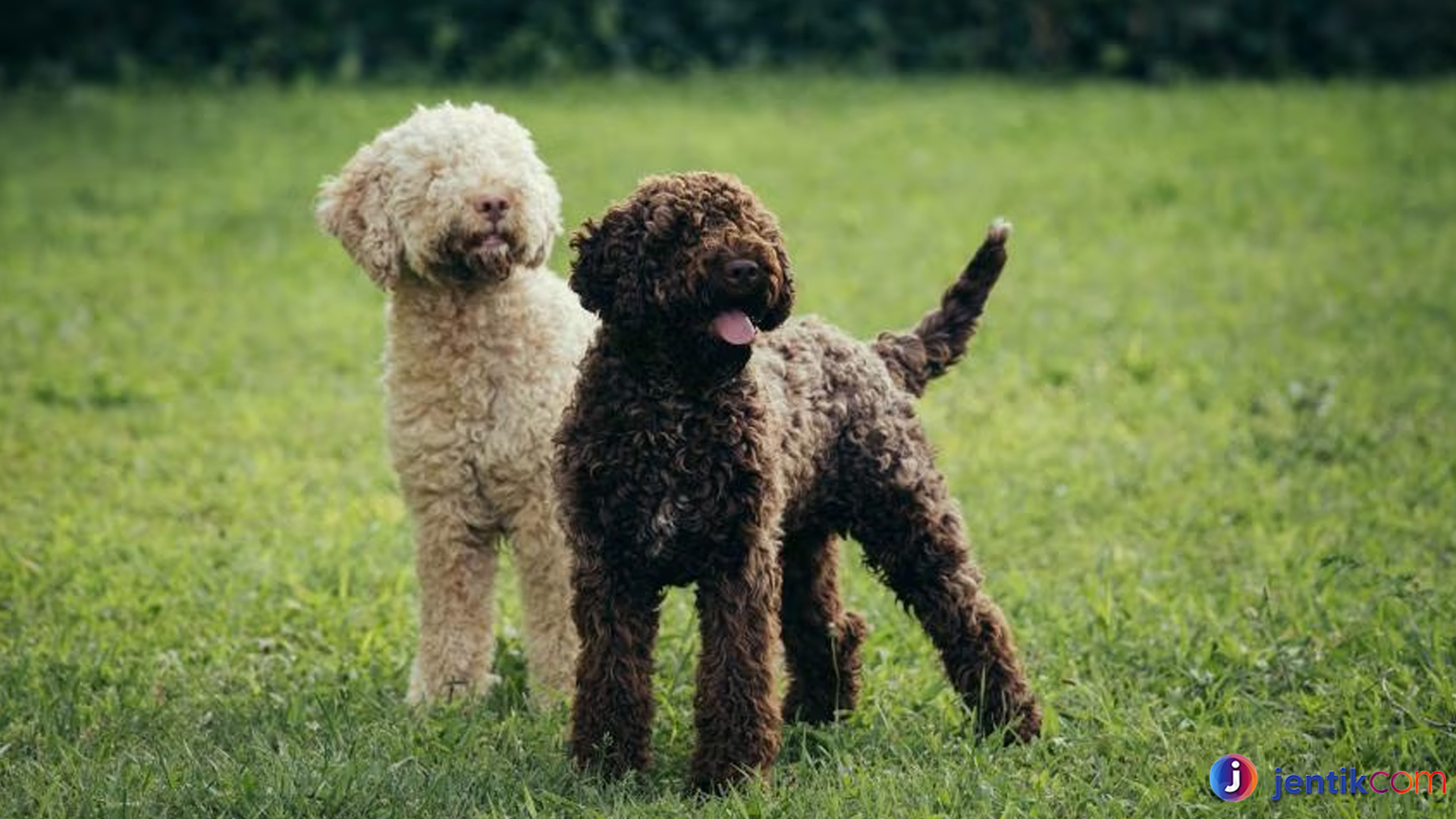 Lagotto Romagnolo: Ciri Khas dan Karakter Anjing Pencari Truffle