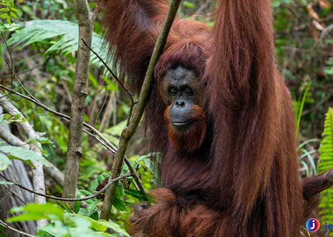 Mengungkap Fakta Menarik tentang Orangutan Kalimantan