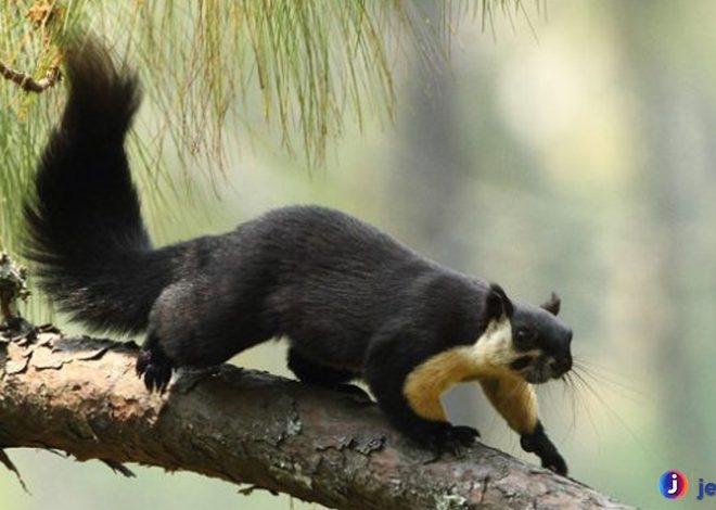Jelarang Hitam: Keunikan dan Peranannya dalam Ekosistem Hutan
