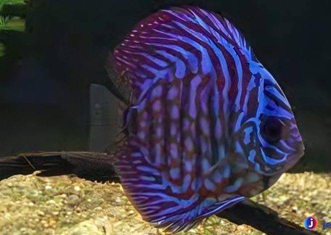 Kenali Discus Royal Blue: Ikan Tropis dengan Warna Menarik