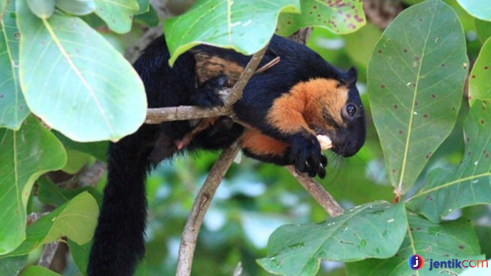 Jelarang Hitam: Keunikan dan Peranannya dalam Ekosistem Hutan