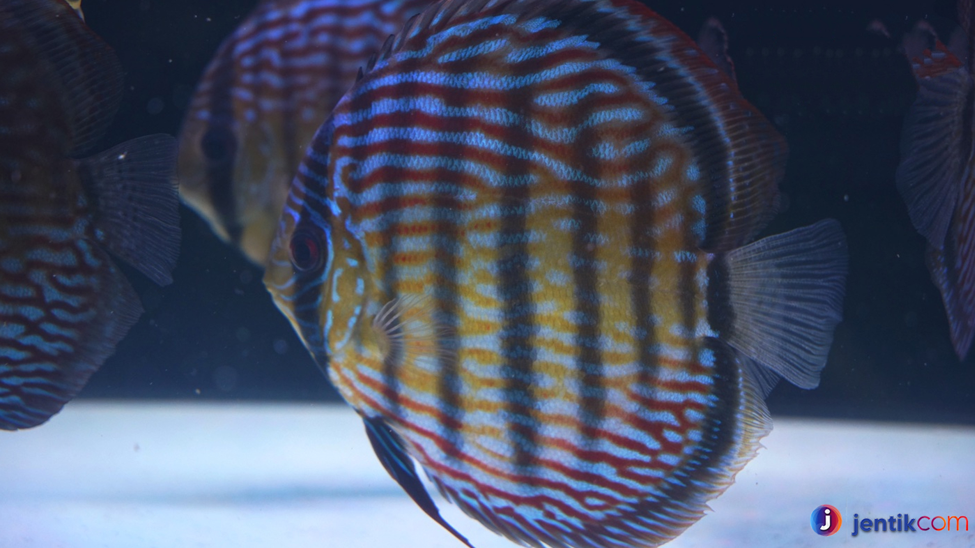 Kenali Discus Royal Blue: Ikan Tropis dengan Warna Menarik