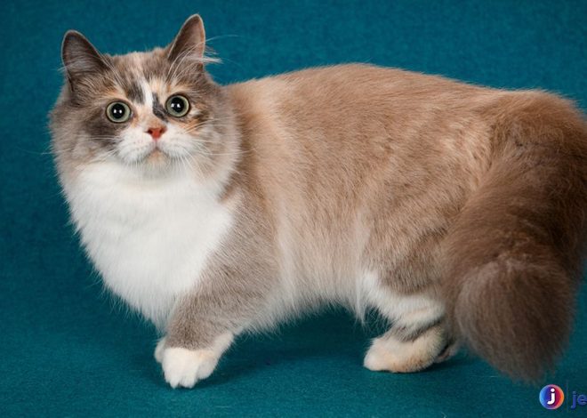 Kucing Munchkin: Si Kecil Penuh Pesona dengan Kaki Pendek