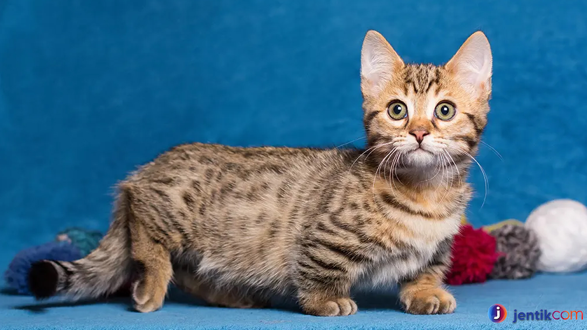 Kucing Munchkin: Si Kecil Penuh Pesona dengan Kaki Pendek