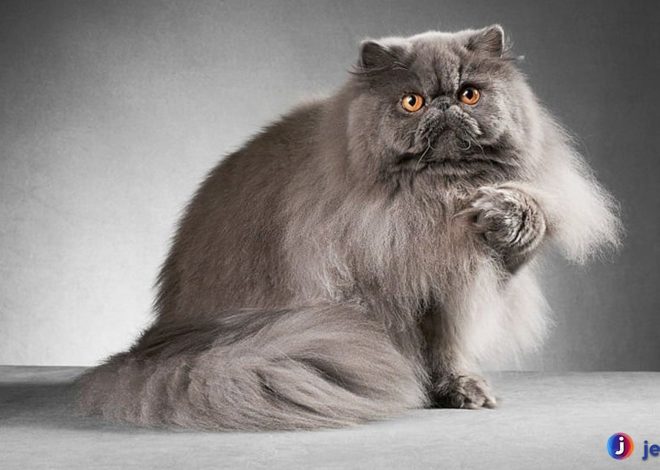 Mengenal Kucing Persia: Si Cantik dengan Kepribadian Memikat