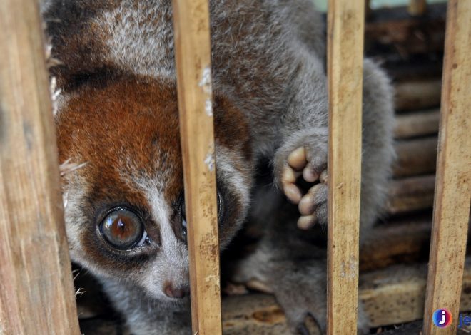 Kukang Kalimantan: Primata Liar yang Sangat Butuh Perlindungan