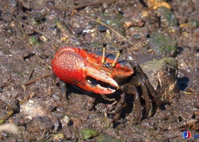 Kepiting Biola: Kecil dengan Pesona dan Keunikan Menakjubkan