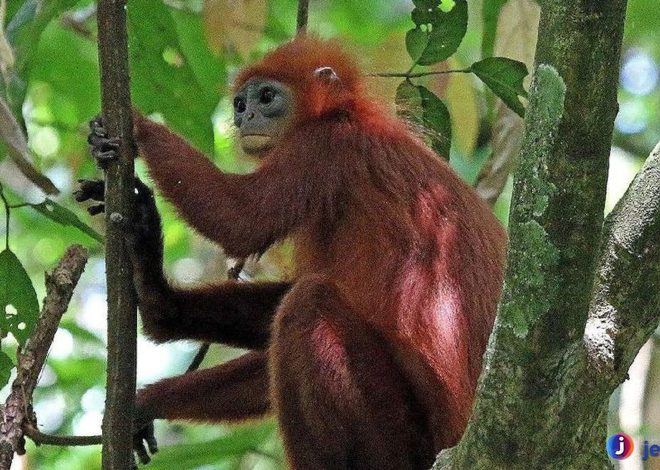 Lutung Merah: Primata Unik yang Mencuri Perhatian Dunia Liar