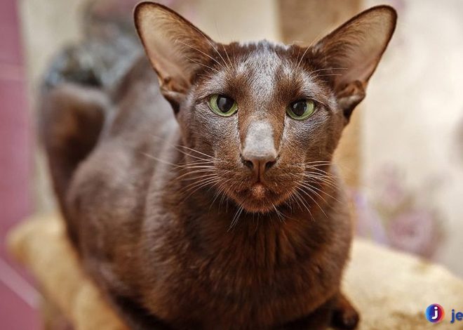 Kucing Havana: Ras yang Elegan dengan Karakter Penuh Kasih