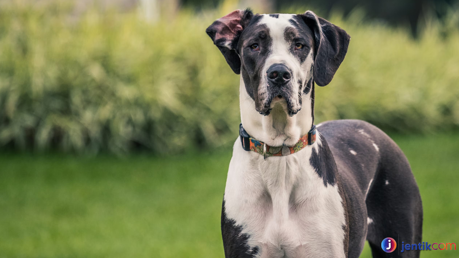 Great Dane: Keindahan dan Karakteristik Anjing Raksasa