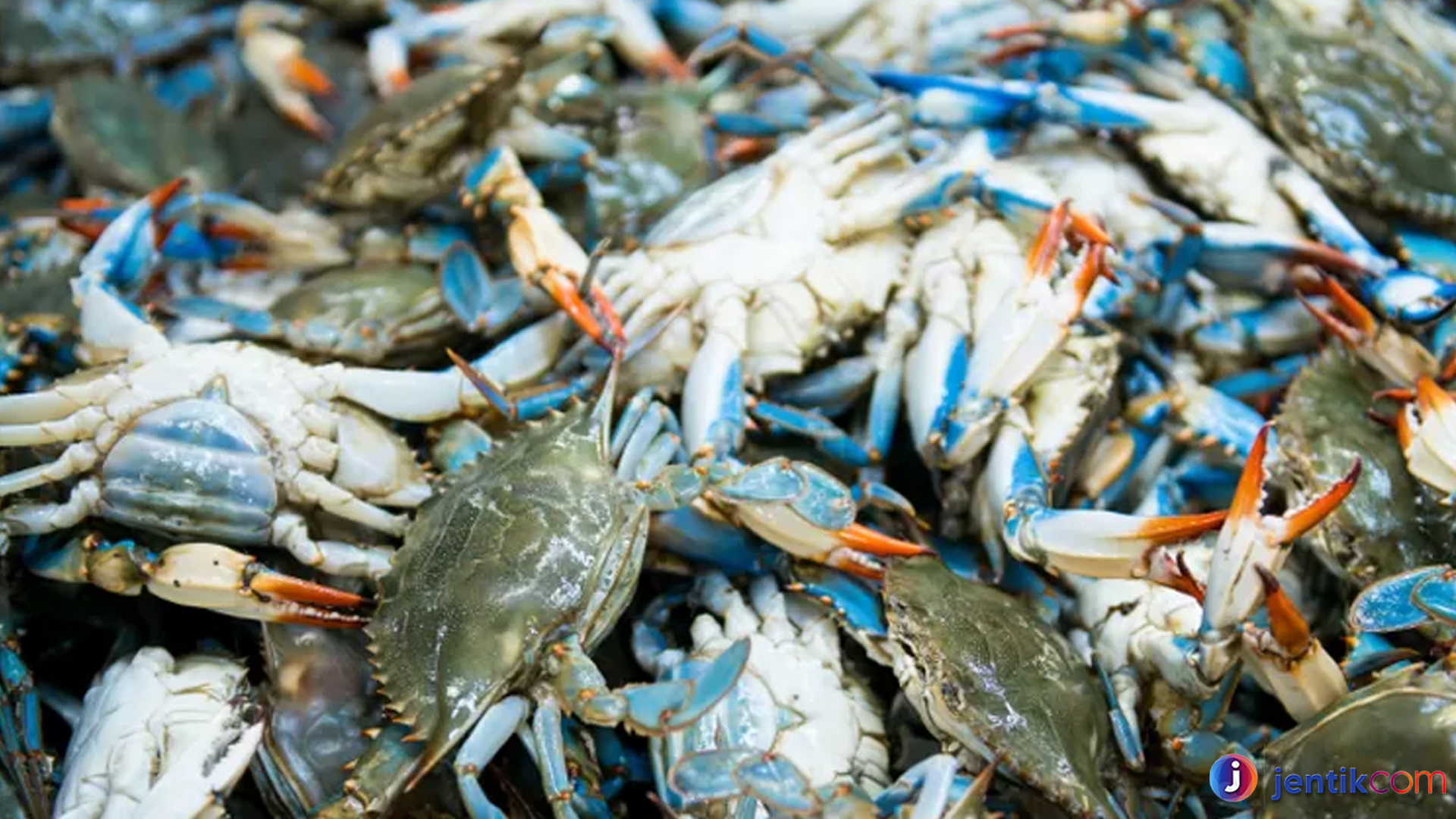 Rajungan: Makanan Laut Lezat dan Penting bagi Ekonomi Laut
