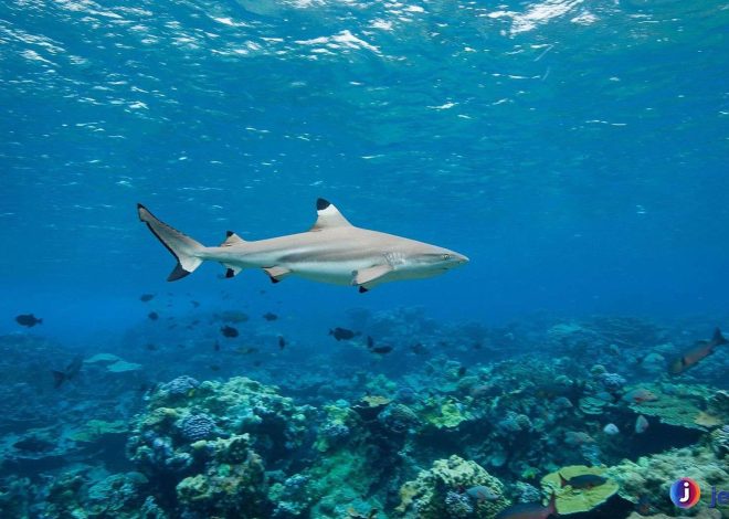 Melihat Peran Hiu Karang Sirip Hitam dalam Ekosistem Laut
