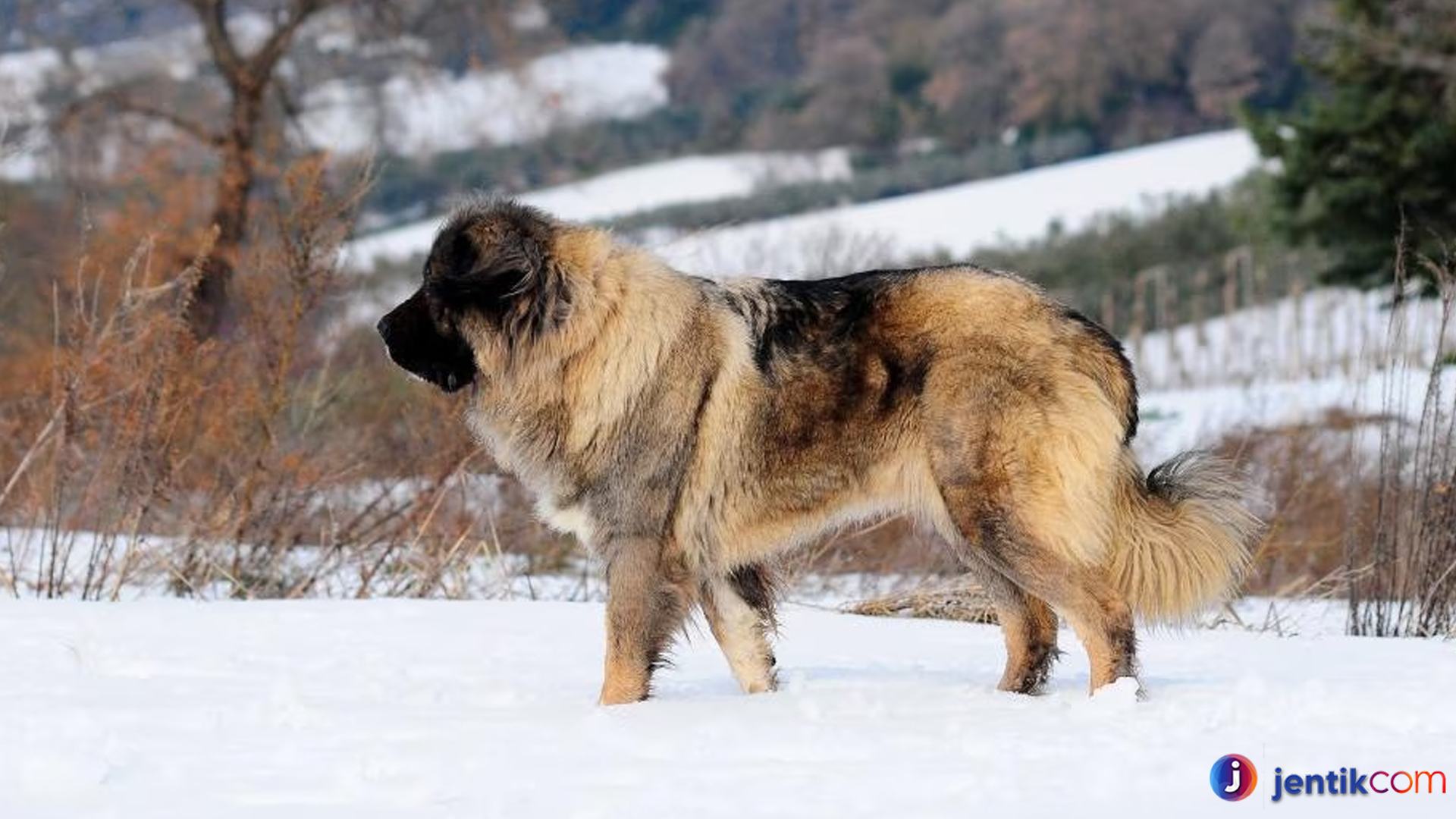 Caucasian Shepherd: Anjing Penjaga yang Luar Biasa dan Setia