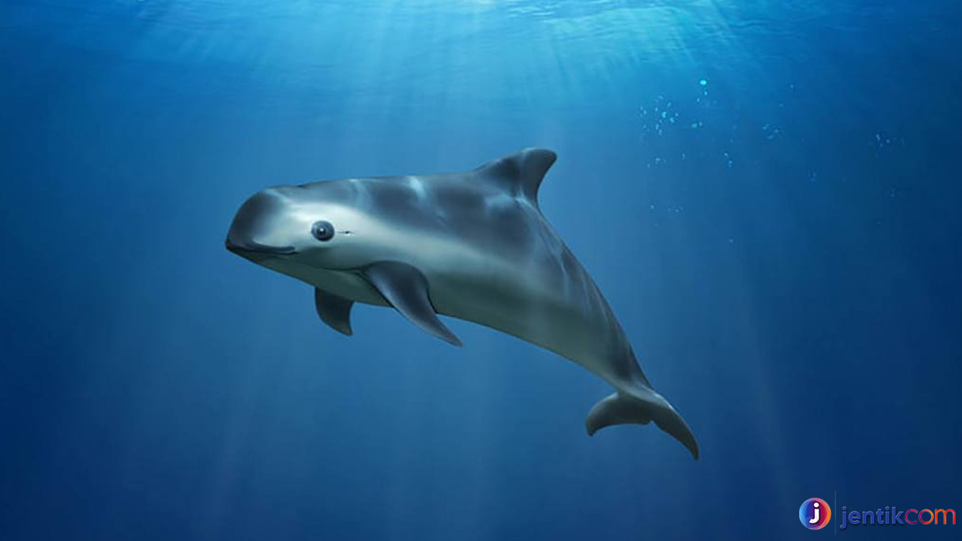 Apa Itu Vaquita? Spesies Langka yang Memerlukan Perhatian