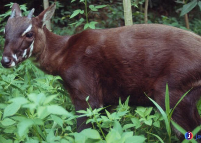 Mengenal Saola: Antara Legenda dan Kenyataan di Dunia Satwa