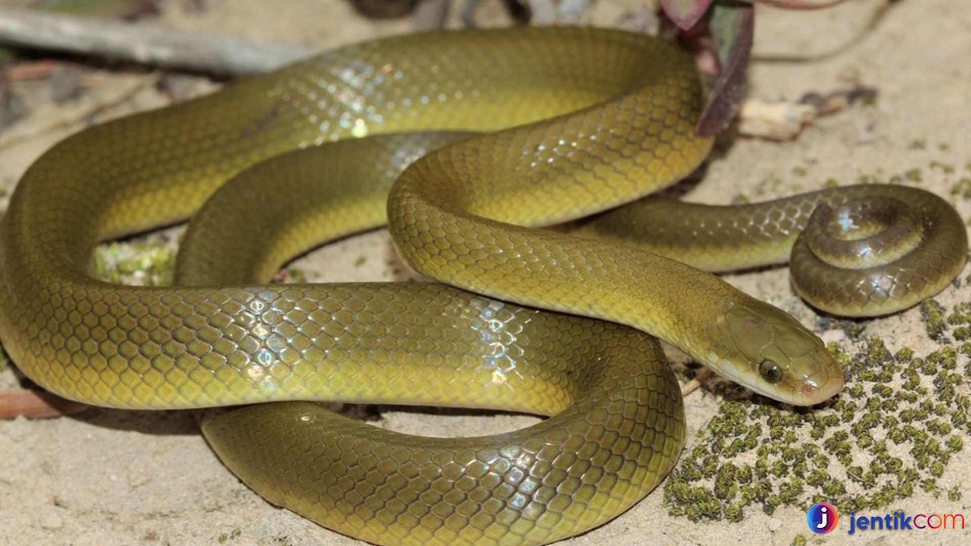 Ular Lamprophis: Mengenal Karakteristik dan Habitatsnya