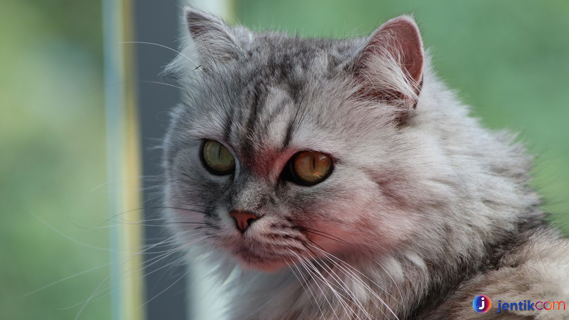 Mengenal Kucing Persia: Si Cantik dengan Kepribadian Memikat