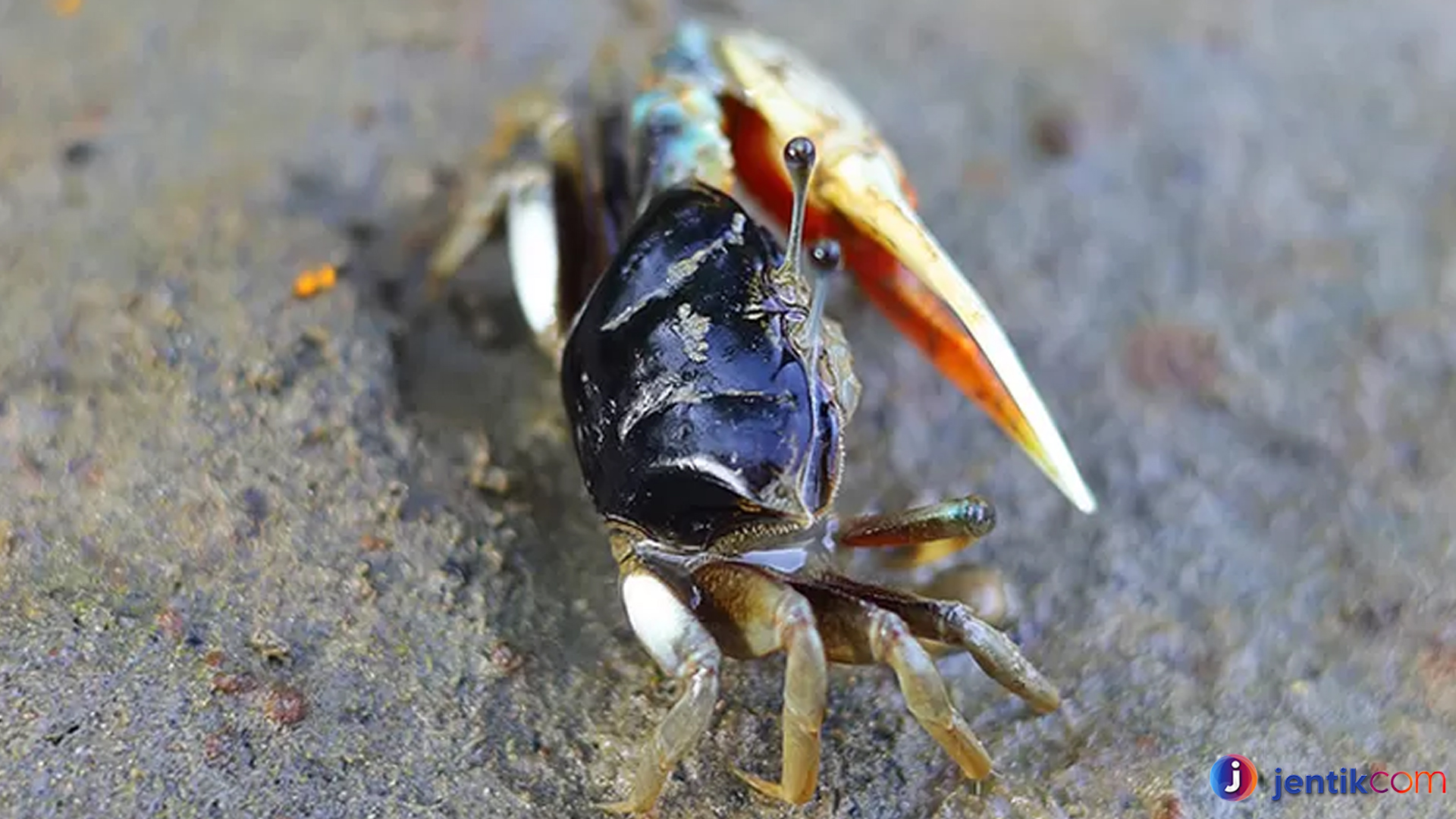 Kepiting Biola: Kecil dengan Pesona dan Keunikan Menakjubkan
