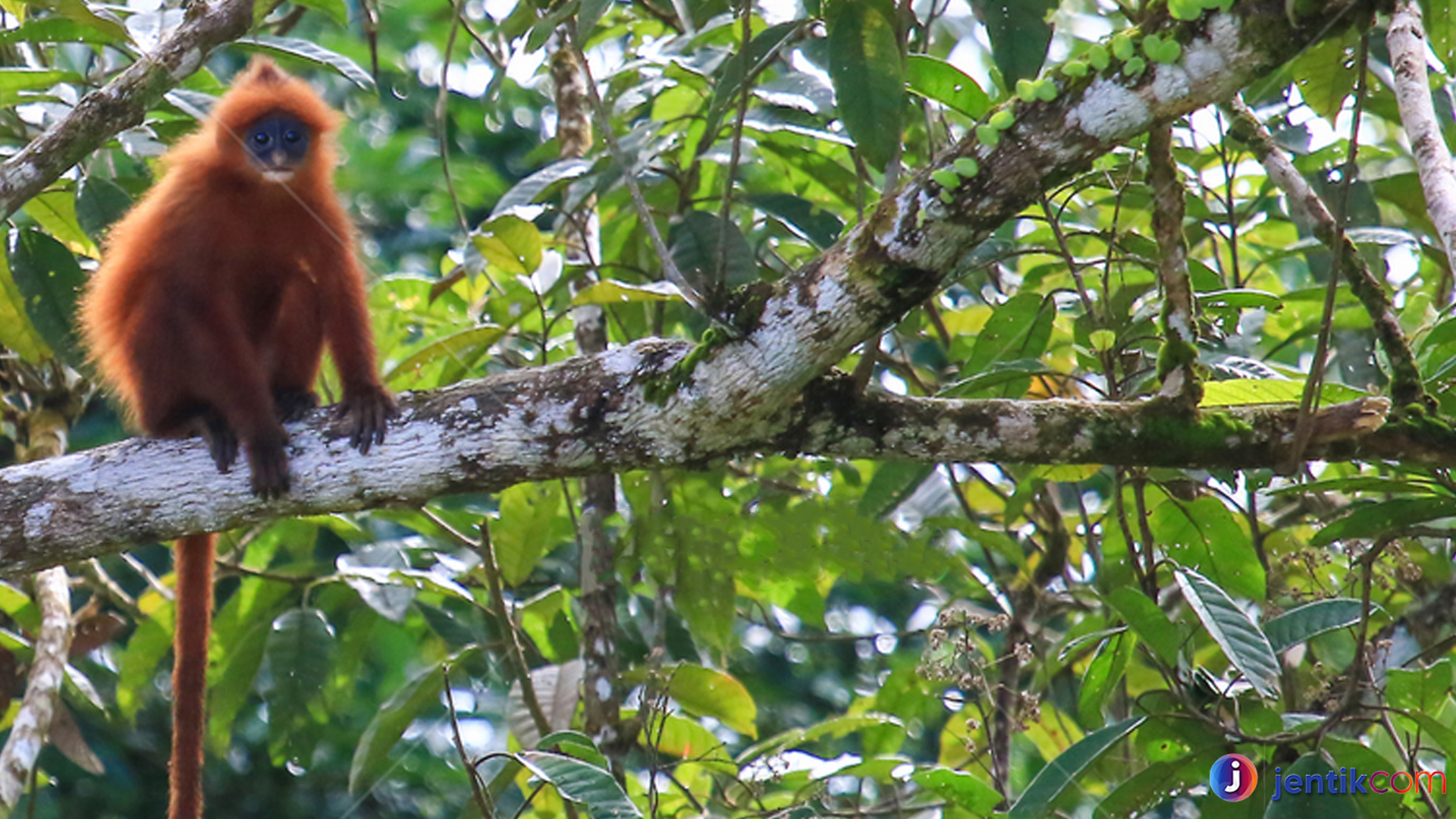 Lutung Merah: Primata Unik yang Mencuri Perhatian Dunia Liar
